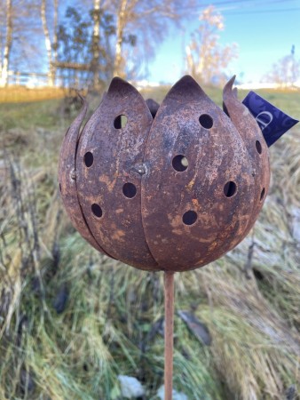 Fakkelholder tulipan blomst åpen